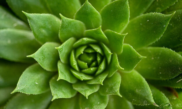 Houseleek- home remedy for ear pain